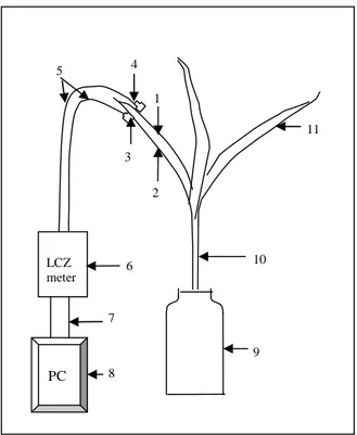 Figure 3. Schéma de mesure de l'impédance électrique de la première feuille de Maïs.