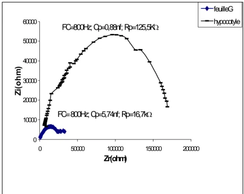 Figure 6 : Impédance de l'hypocotyle et de la première feuille (G) du tournesol âgé de 14 jours.FC=800Hz; Cp=5,74nf; Rp=16,7k0100002000030000400005000060000050000100000150000200000Zr(ohm)Zi(ohm)feuilleGhypocotyleFC=800Hz; Cp=0,88nf; Rp=125,5K