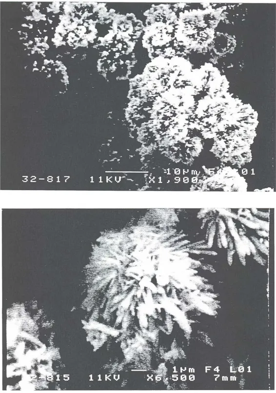 Figure II-14 : Micrographies  MEB du produit précipité et calciné à l’air pendant deux heures  à 900 °C