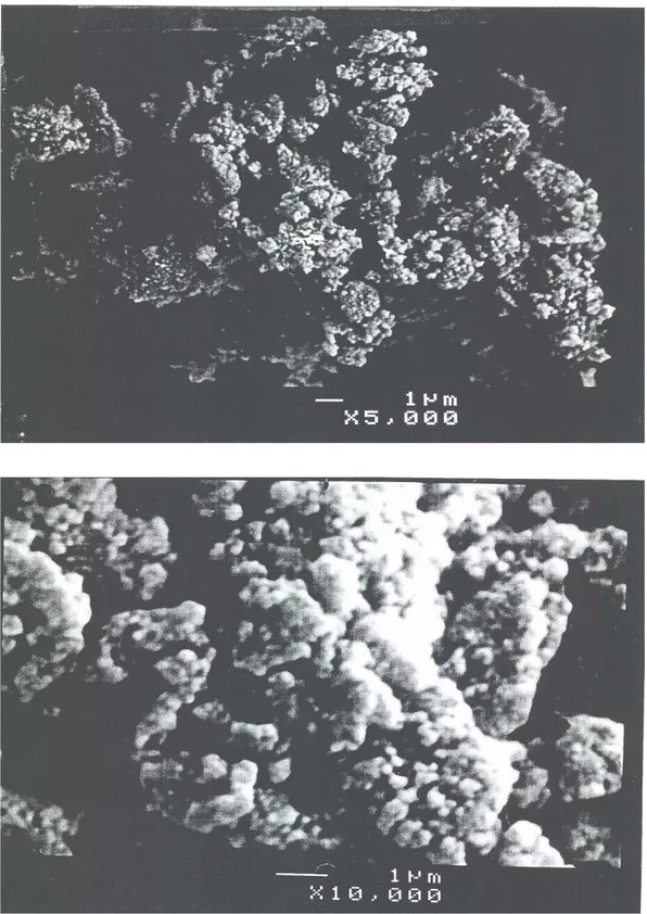Figure II-5 : Micrographies en microscopie électronique à balayage du produit précipité  et séché à 80 °C pendant une nuit
