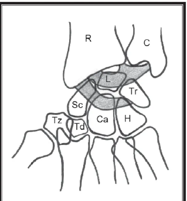 Figure 1 : Les “ V ” palmaires 