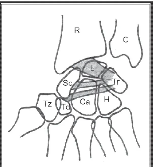 Figure 2 : Le “ V ” dorsal 