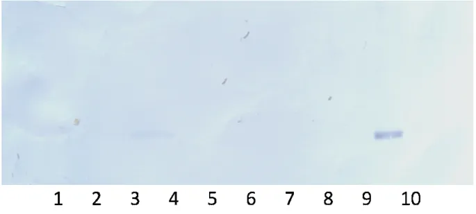 Fig 6:Immunoblots of recombinant 