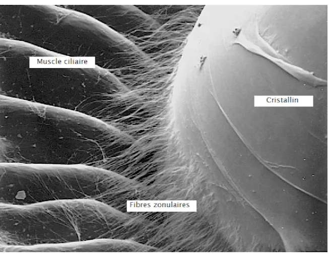 Figure 9 : ultrastructure de l’œil, montrant le cristallin la zonule, et le muscle ciliare [138]