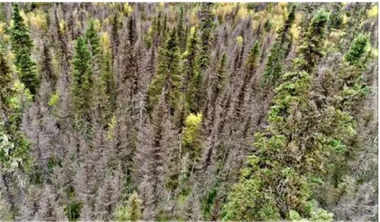 Figure 1.1. État d’un peuplement affecté par la TBE sur la Côte-Nord. Janie Lavoie, 2018  Depuis  20 ans, la stratégie d’aménagement  forestier se préoccupe avant  tout  de la régénération  naturelle en raison de son importance pour la persistance et la ré