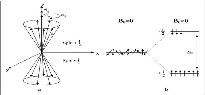 Figure  I-16 :  Représentation  schématique  (a)  des  mouveme nts  de  précession  d’un  ensemble  de moments  magnétiques  nucléaires dans  le cas où I=1/2 et (b) de  la distribution des niveaux  énergétiques d’une assemblée de  noyaux d’hydrogène à  l’équilibre avant et après application 