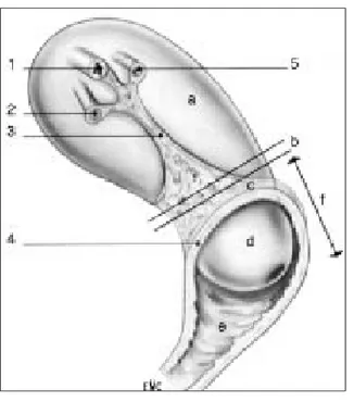Figure 1 : Utérus (vue latérale).  Kamina [10]