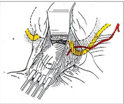 Figure 5-a : Abord vaginal. Rapports de l’uretère et de la base vésicale avec l’utérus  et l’artère utérine