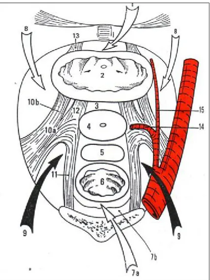 Figure 7: Coupe horizontale du pelvis, montrant (flèches) les espaces décollables  pariétaux