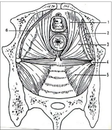 Figure 9 : Diaphragme pelvien, vue supérieure. Urètre vagin et rectum sont  sectionnés