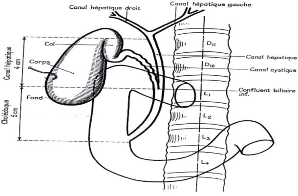 Figure    1 1 1 1: anatomie descriptive des voies biliaires   extrahépatiques  (13)  ▸Les variationsLes variationsLes variations Les variations (11): 