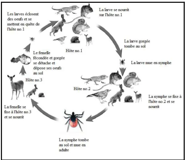 Figure 2 : Cycle de vie d’I. ricinus (Modifié de Eisen et Lane, 2002, dessin de B. Kaye)
