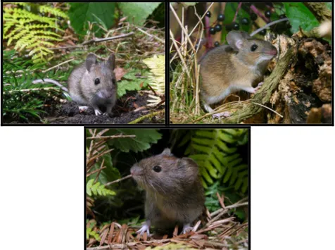 Figure 3 : A. sylvaticus, A. flavicollis et M. glareolus (de gauche à droite, photos : JC Schou)