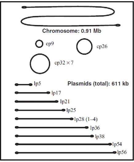 Figure 6 : organisation génomique de B. burgdorferi ss B31 (selon Bergström et al. 2002)