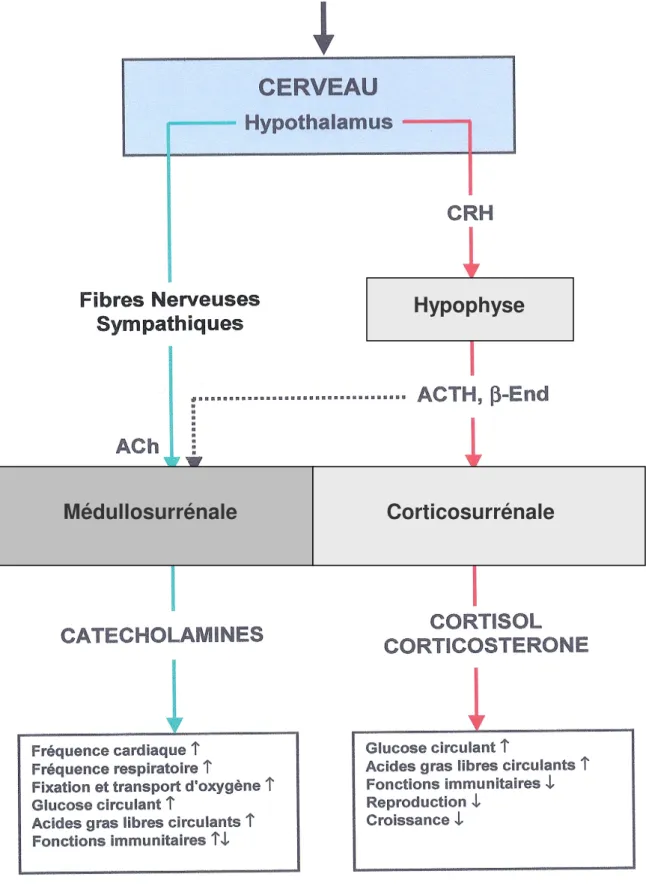 Fig 1: Représentation schématique des deux axes neuroendocrines de réponse au stress: l’axe             catécholaminergique et l’axe corticotrope  