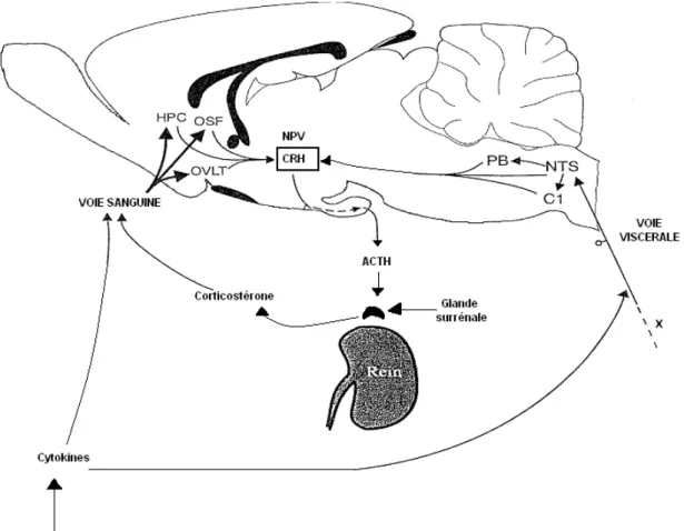 Fig 2:  Voies humorales et nerveuses d'acheminement des informations                    périphériques susceptibles d'agir sur les neurones à CRH