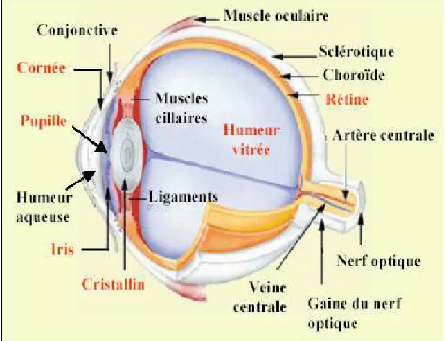 Figure 1 : Coupe horizontale de l'œil droit 