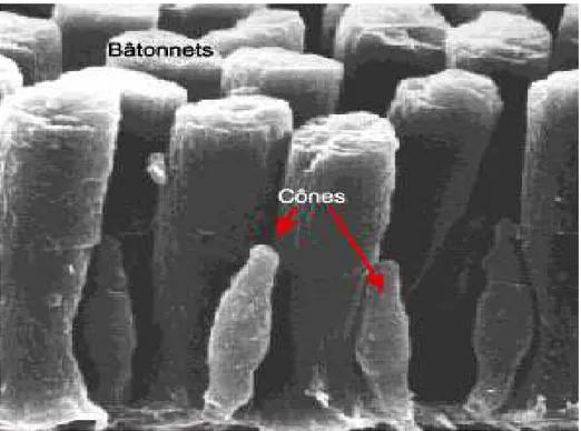 Figure 2 : Cellules réceptrices : cônes et bâtonnets 