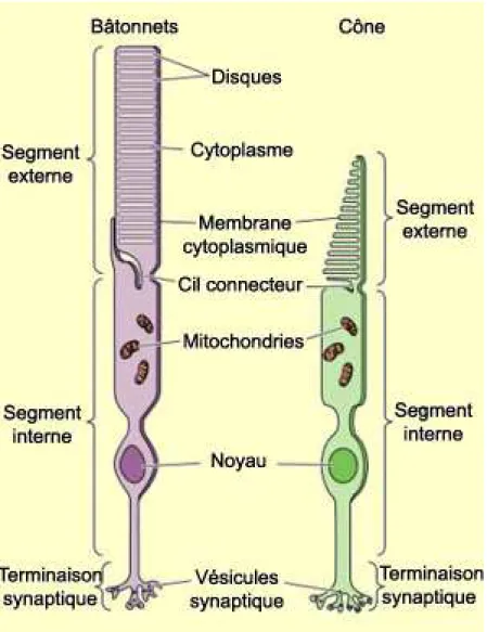 Figure 3 : Constituants du bâtonnet et du cône 