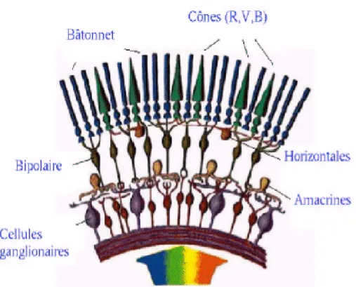 Figure 4 : Structure de la rétine 