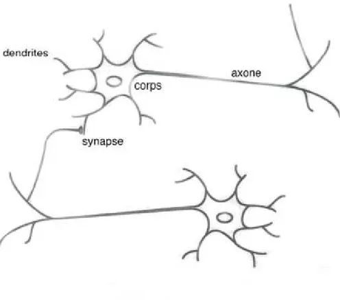 Figure 9 : Schéma d’un neurone biologique 