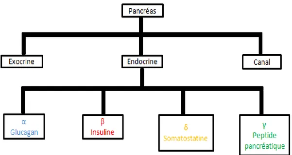 Figure 3 : Les différents compartiments fonctionnels du pancréas. 