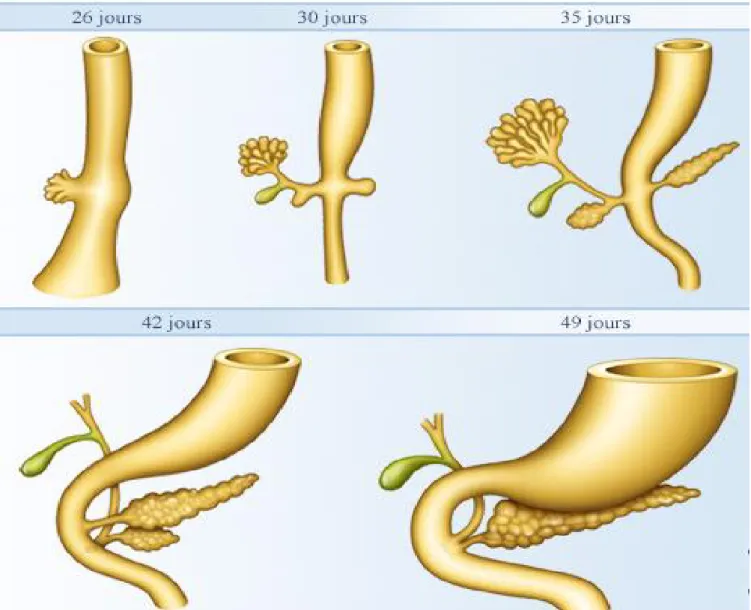 Figure 4: Le développement embryologique du pancréas (4). 