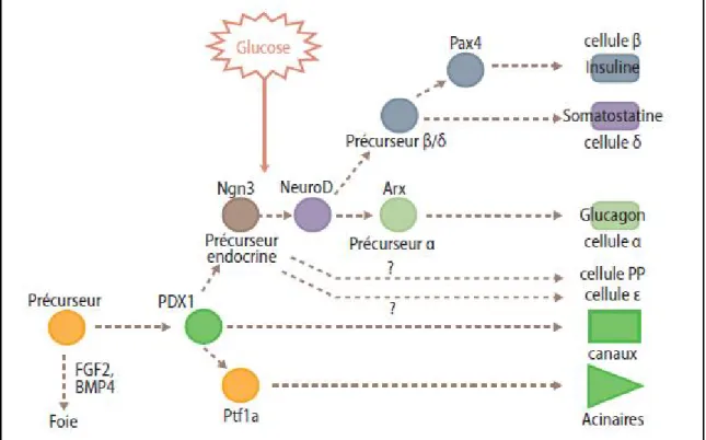 Figure 5 : La cascade d’intervention des principaux facteurs de transcription            impliqués dans  le développement du pancréas
