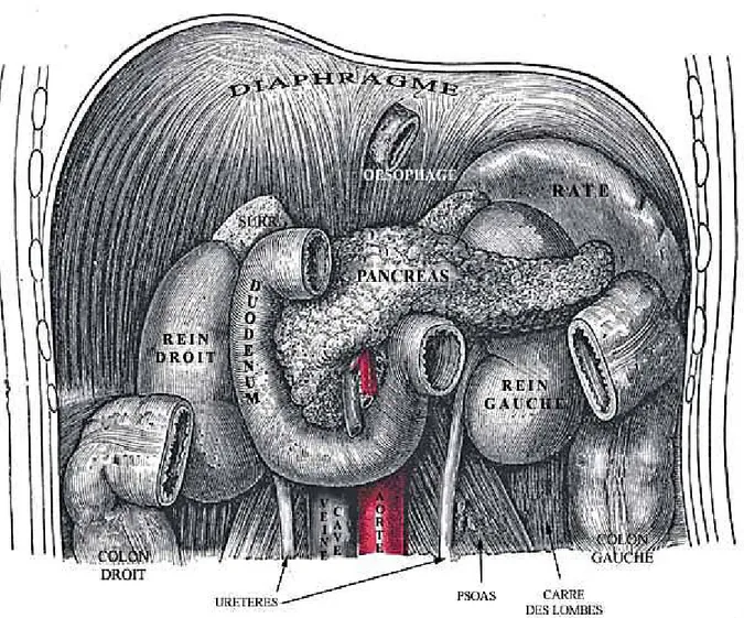 Figure 6 : Coupe anatomique du pancreas. (25) 