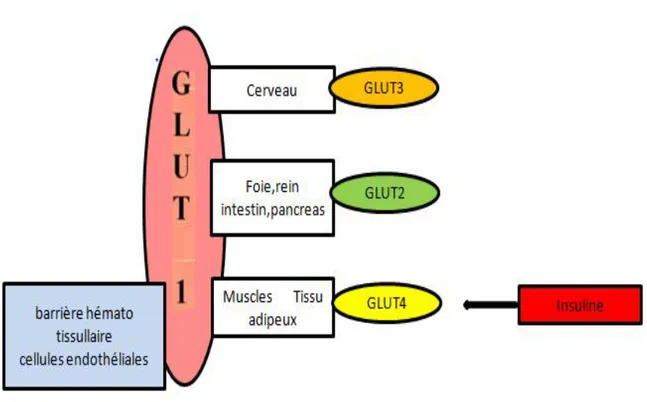 Figure 8 : La répartition tissulaire des transporteurs du glucose. 