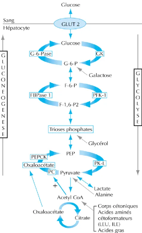Figure 10 : La glycogénolyse et la néoglucogenèse. (40)         