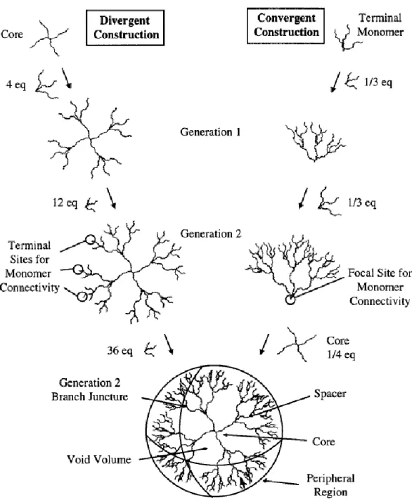Figure 7. Représentation schématique de la structure d’un dendrimère et de ses synthèses divergente et  convergente