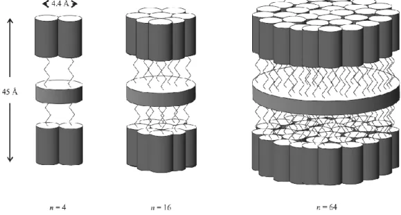 Figure 15. Modèle d’organisation dans la phase SmA pour les générations 1, 3 et 5 du dendrimère PPI  fonctionnalisé par le mésogène décyloxycyanobiphényle 