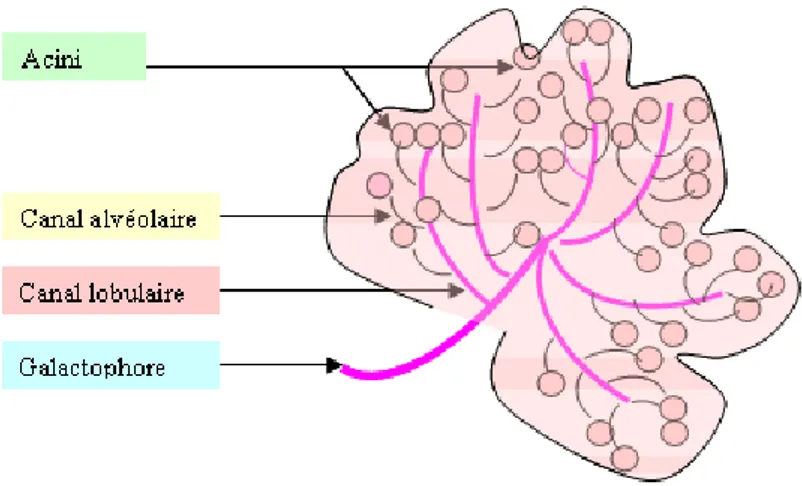 Figure 2 : représentation schématique d'un lobule mammaire 