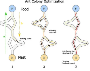 Figure 2.7 – Optimisation du chemin, par les fourmis, au cours des it´ erations Esnault (2012).
