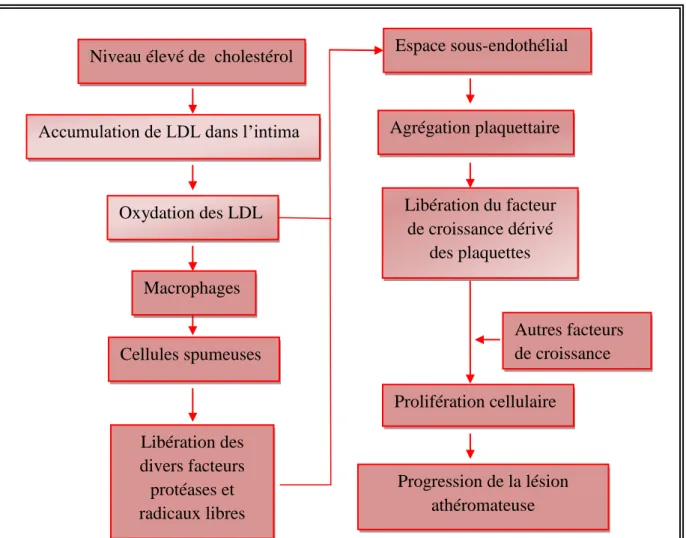 Figure 1: Schéma de processus de formation de la lésion athéromateuse Agrégation plaquettaire Progression de la lésion athéromateuse Prolifération cellulaire  Autres facteurs de croissance Niveau élevé de  cholestérol 