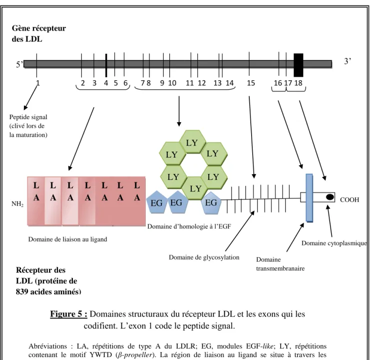 Figure 5 : Domaines structuraux du récepteur LDL et les exons qui les    codifient. L’exon 1 code le peptide signal