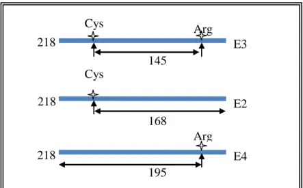 Figure 8: ApoE et son polymorphisme  (http://www.atgen.com.uy/english/images/grafic