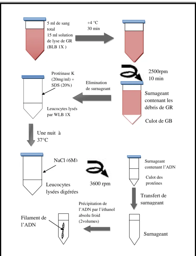 Figure 12: Schéma de la méthode résumée de l’extraction d’ADN par NaCl 