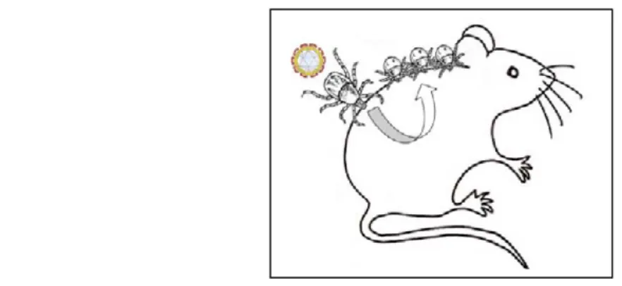 Figure 4: Transmission du virus par « co-feeding ». 