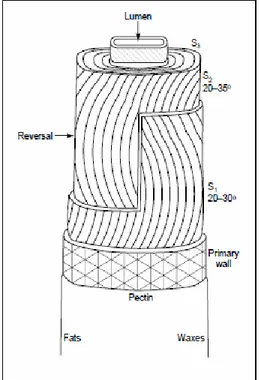 Fig. 8. Schéma idéal de la morphologie de la fibre du coton  6 . 