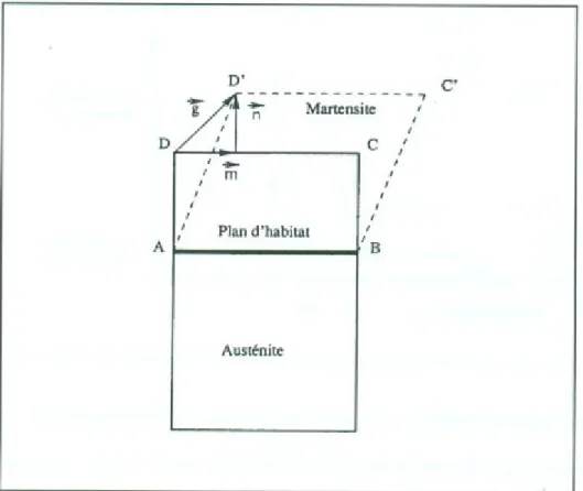 Figure 4:Plan invariant lors de la transformation d’un bloc d’austénite (ABCD) qui donne le bloc de martensite (ABC’D’)  •  La normale au plan d’habitat 