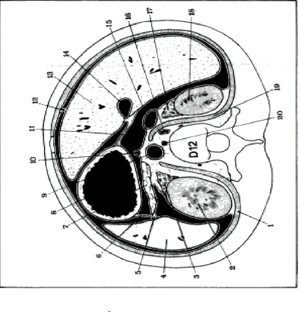 Figure 1 : coupe transversale de l’abdomen montrant les rapports des glandes  surrénales [16] 