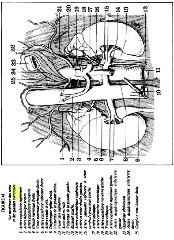 Figure 4 : vascularisation artérielle et veineuse des glandes surrénales [16] 