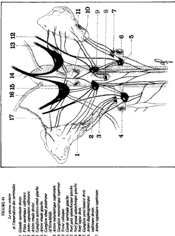 Figure 5 : vue antérieure des 2 glandes surrénales montrant leurs innervations [16] 