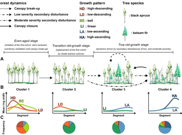 Figure 5. Conceptual model of changes in (A) forest structure, (B) growth pattern forms, and (C)  growth pattern frequency during and after the transition toward the old-growth stages, depending  on forest succession and disturbance dynamics