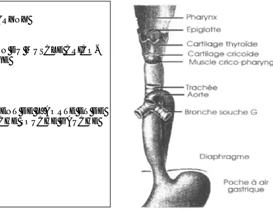 Figure 1 : Anatomie de l’œsophage et principaux sites d’impaction normaux, des 