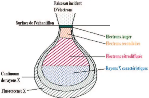 Figure II.9 – Poire de diffusion et distribution spatiale des différents rayonnements émer- émer-geants (http ://www.culture.gouv.fr).