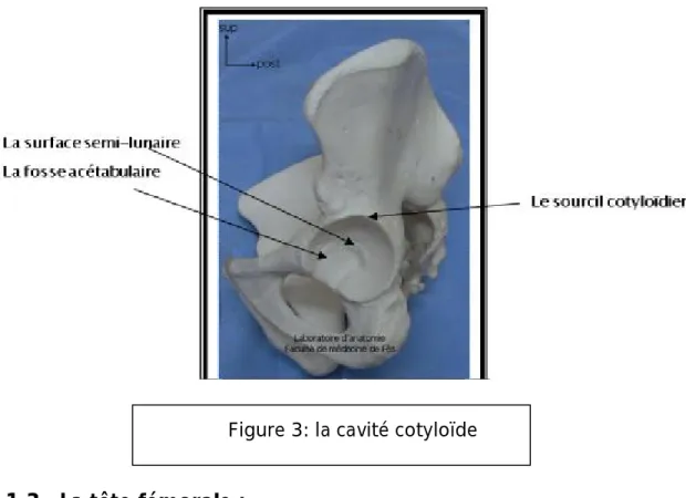 Figure 3: la cavité cotyloïde 