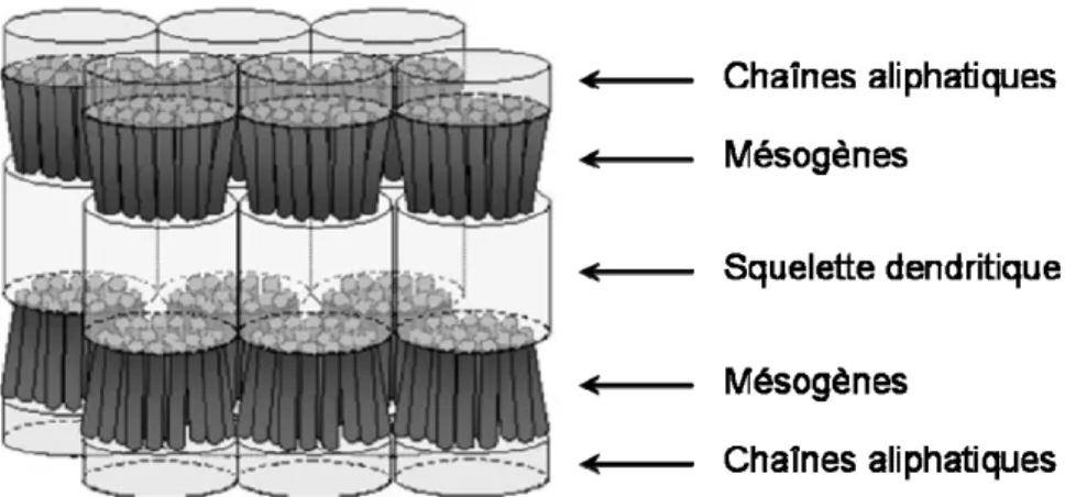 Figure 1.9. Représentation schématique de l’organisation dans la phase  smectique A des dendrimères poly(propylèneimine) avec une seule chaîne  aliphatique en périphérie